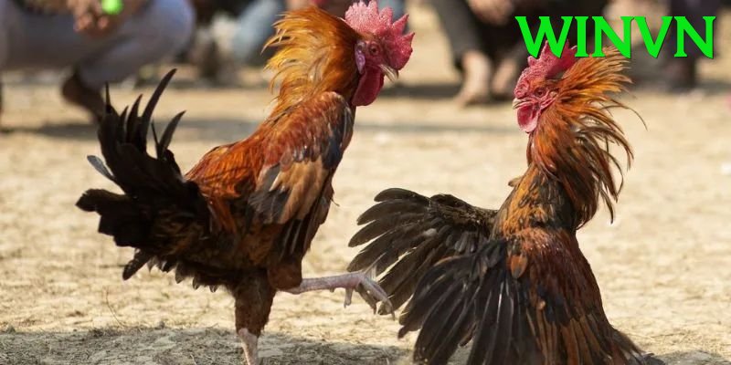 Trường Đấu Đá Gà Chuyên Nghiệp - Máy chủ mới