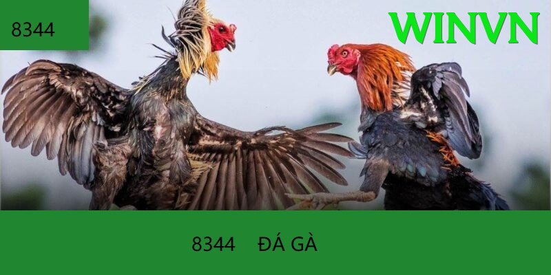 Đá Gà Trực Tiếp - winvn - Chơi mọi lúc mọi nơi